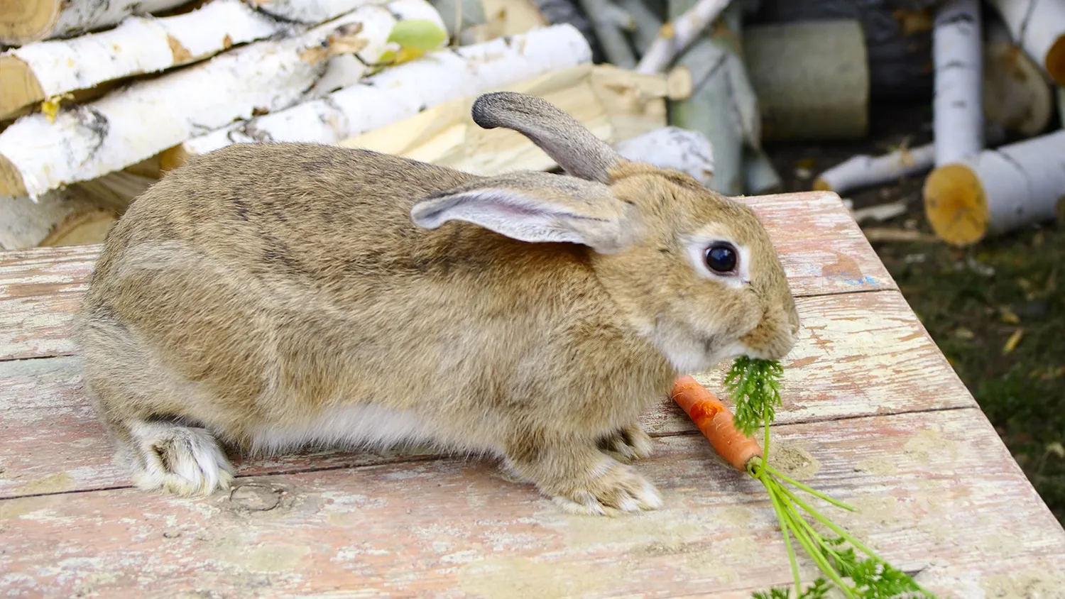 Comment bien alimenter son lapin