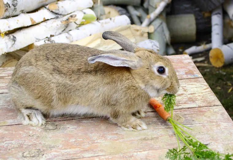 Comment bien alimenter son lapin
