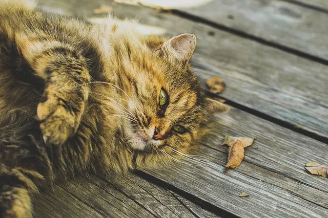 L’obésité, un mal présent aussi chez les animaux