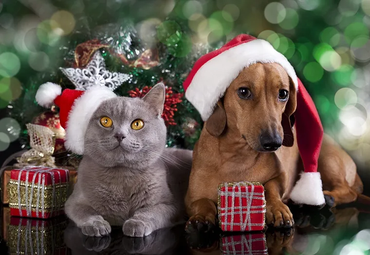 Les animaux aussi ont le droit à Noël
