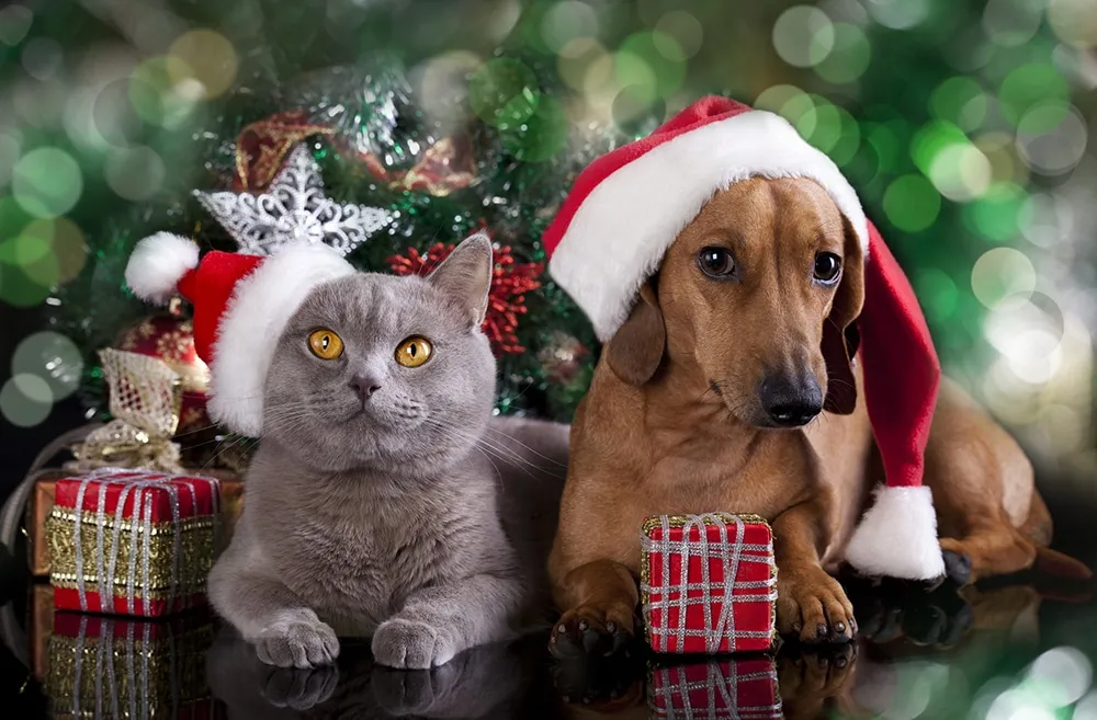 Les animaux aussi ont le droit à Noël