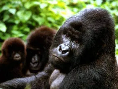 Le Parc des Virunga menacé par l’exploitation du pétrole