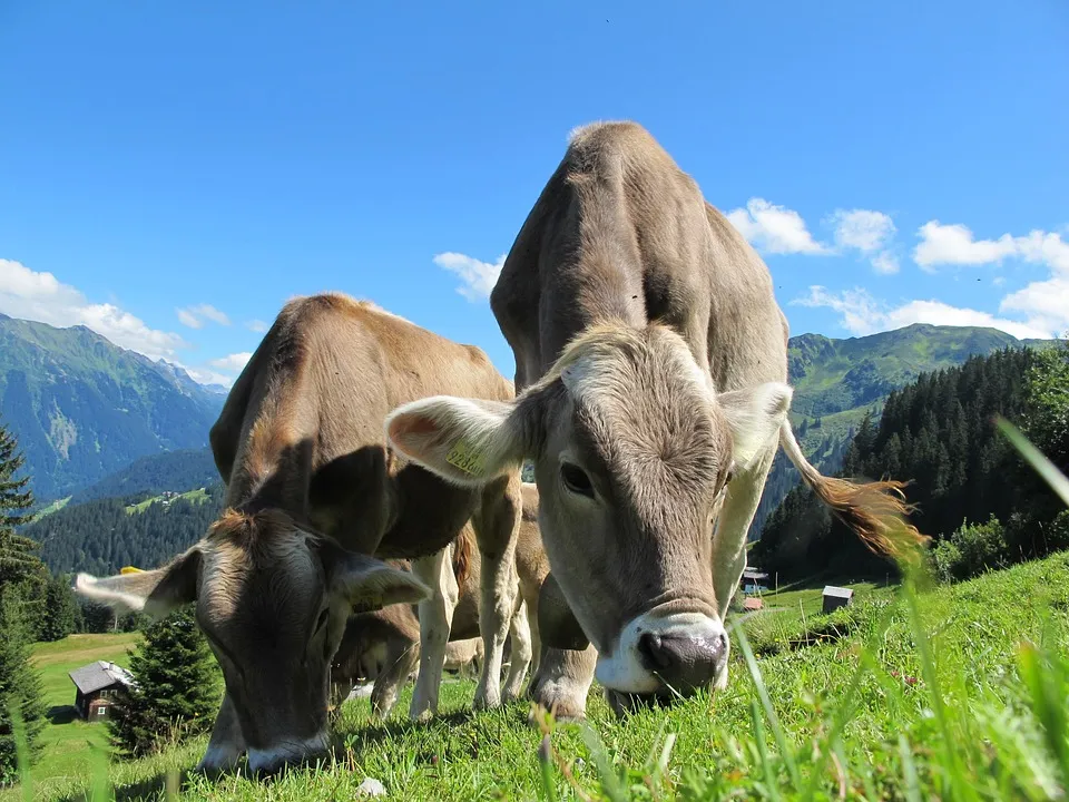 De nouvelles images-chocs provenant d’un abattoir