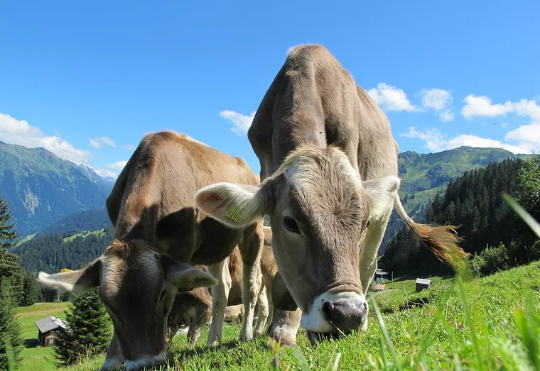 De nouvelles images-chocs provenant d’un abattoir
