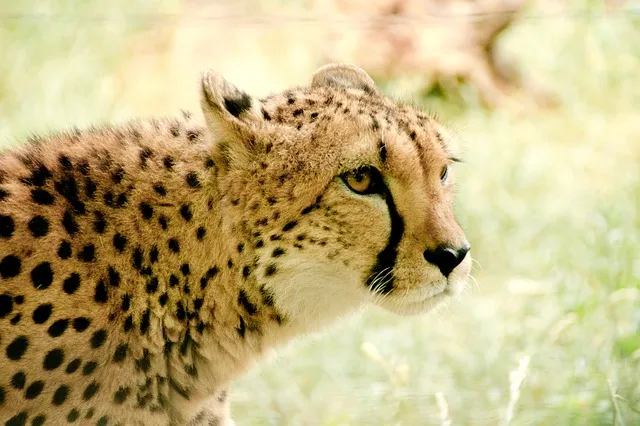 Ces animaux qui battent des records