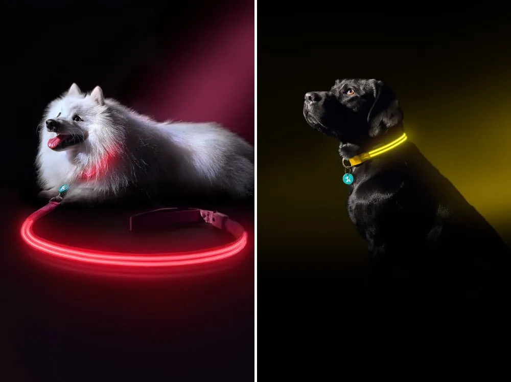 Promenade avec votre chien le soir : veillez à ce qu’il soit visible