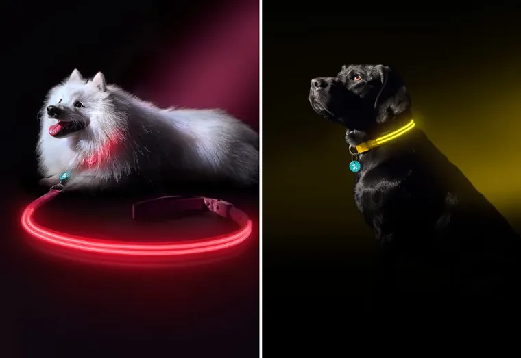 Promenade avec votre chien le soir : veillez à ce qu’il soit visible