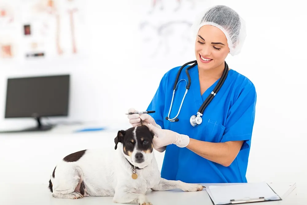 Corée du Sud : faire cloner son chien moyennant 100 000 dollars