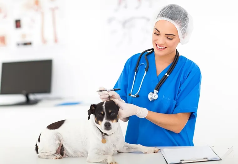 Corée du Sud : faire cloner son chien moyennant 100 000 dollars