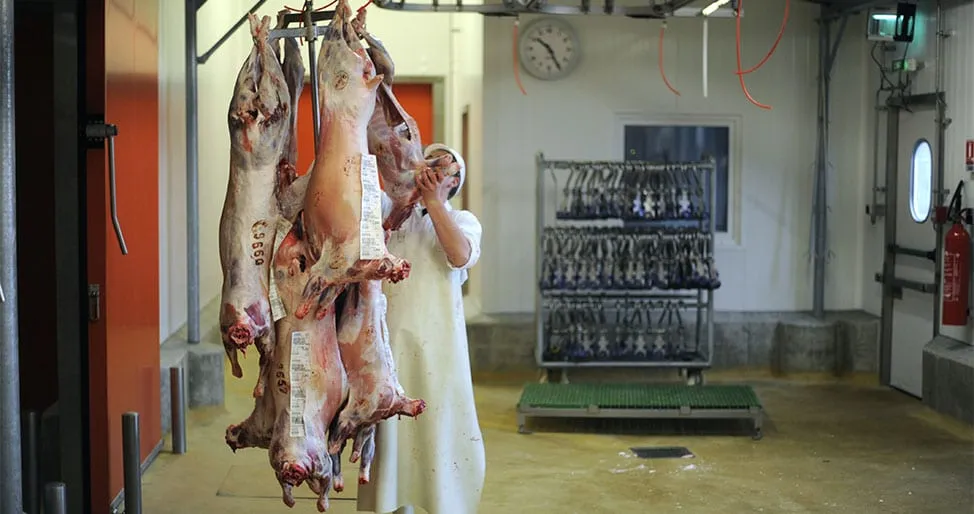 Cause animale : une proposition de loi sur le « respect de l’animal en abattoir » est lancée