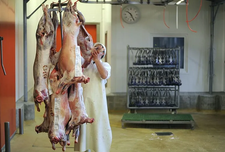 Cause animale : une proposition de loi sur le « respect de l’animal en abattoir » est lancée