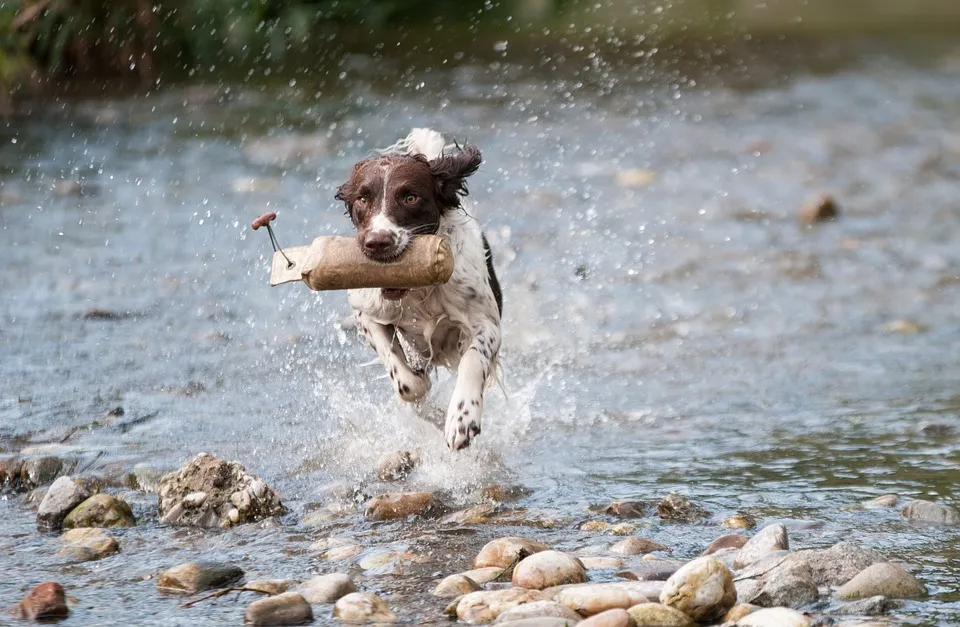 Nos astuces pour protéger le chien de la chaleur
