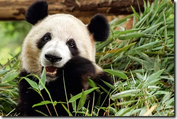 Les pandas  ne sont plus en voie de disparition ?