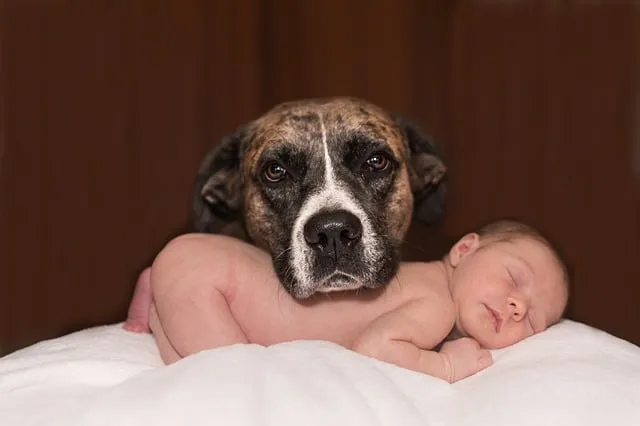 Chien et bébé : les clés d’une bonne relation
