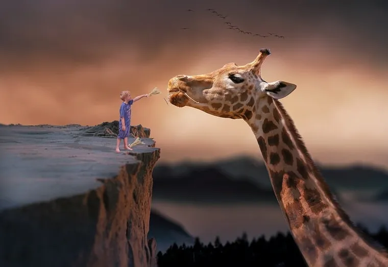 Savez-vous pourquoi les girafes ont un long cou ?