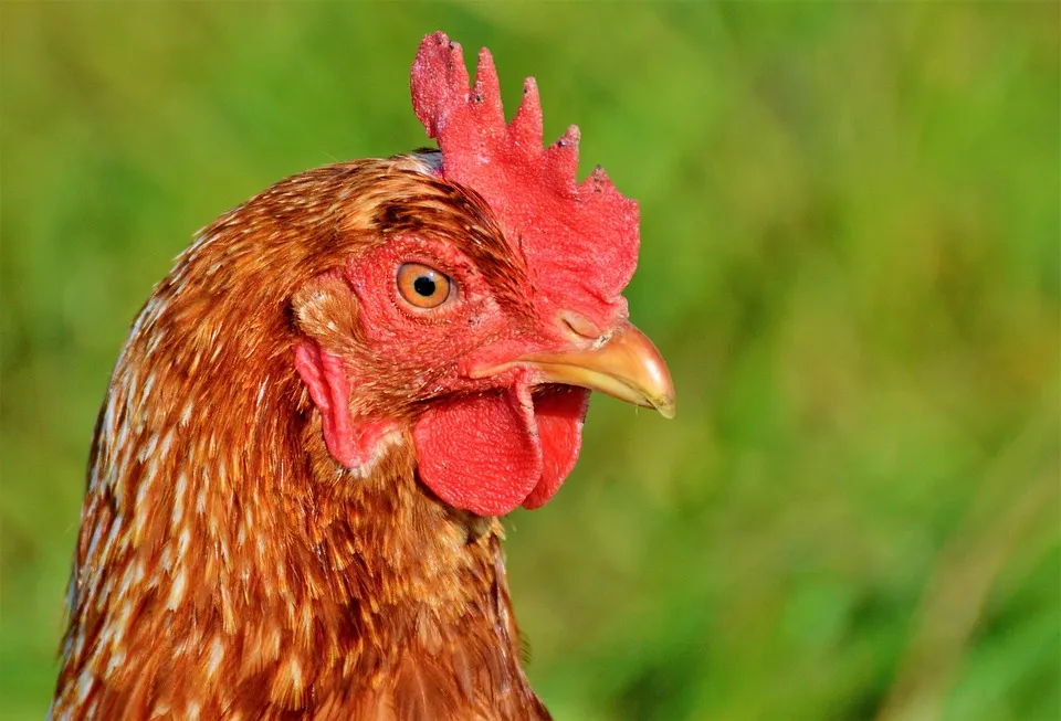 Poules maltraitées : la nouvelle vidéo choc de L214
