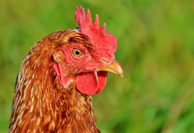 Poules maltraitées : la nouvelle vidéo choc de L214