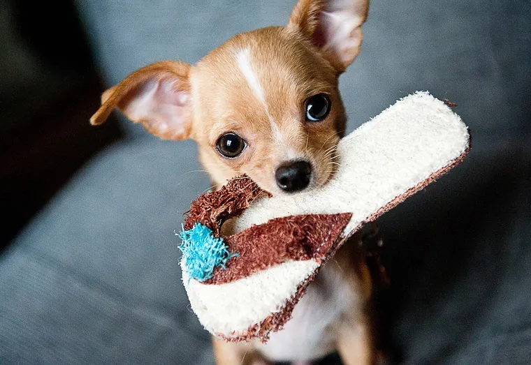 Ce qu’il faut savoir sur les chihuahuas