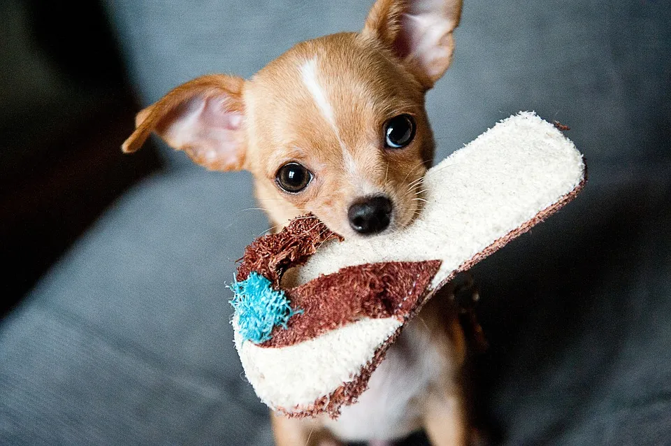 Ce qu’il faut savoir sur les chihuahuas