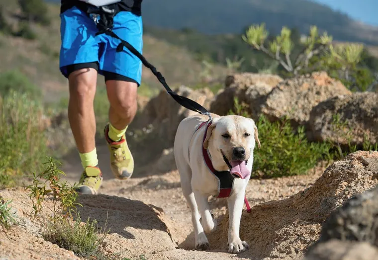 Le canicross ou faire du sport avec son chien