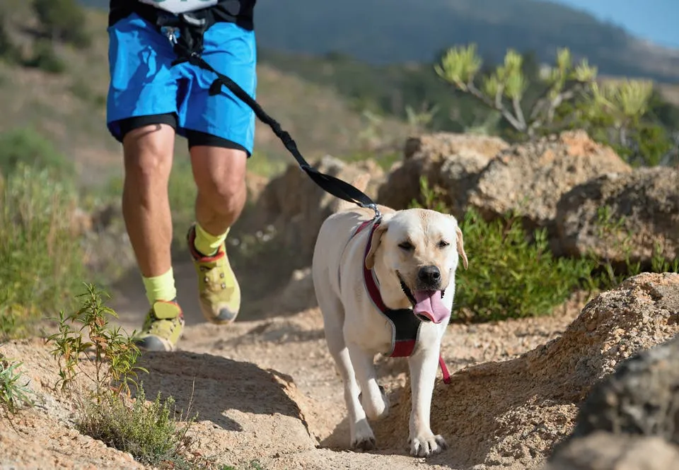 Le canicross ou faire du sport avec son chien