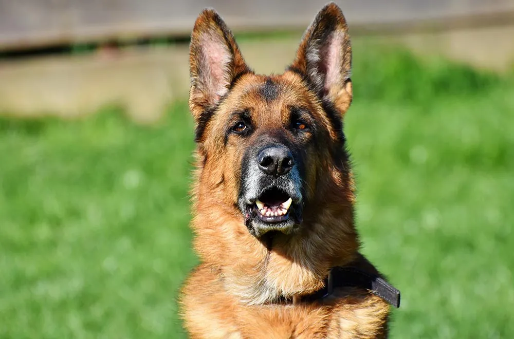 Le Berger allemand, un chien fidèle très attachant