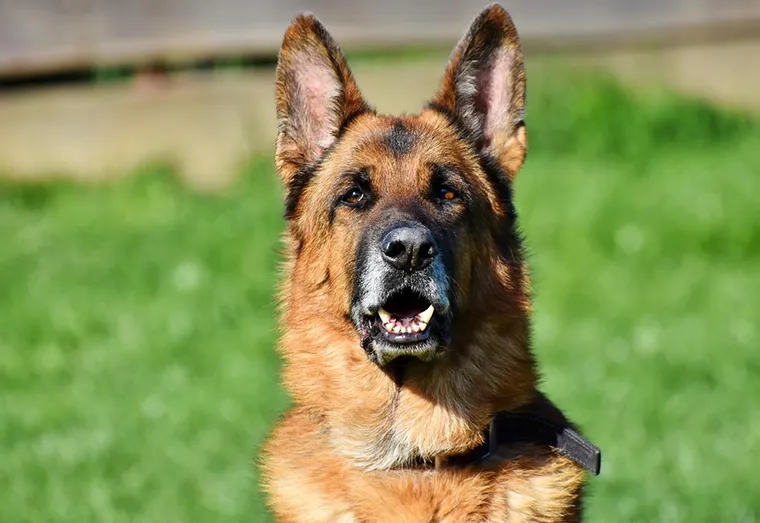 Le Berger allemand, un chien fidèle très attachant