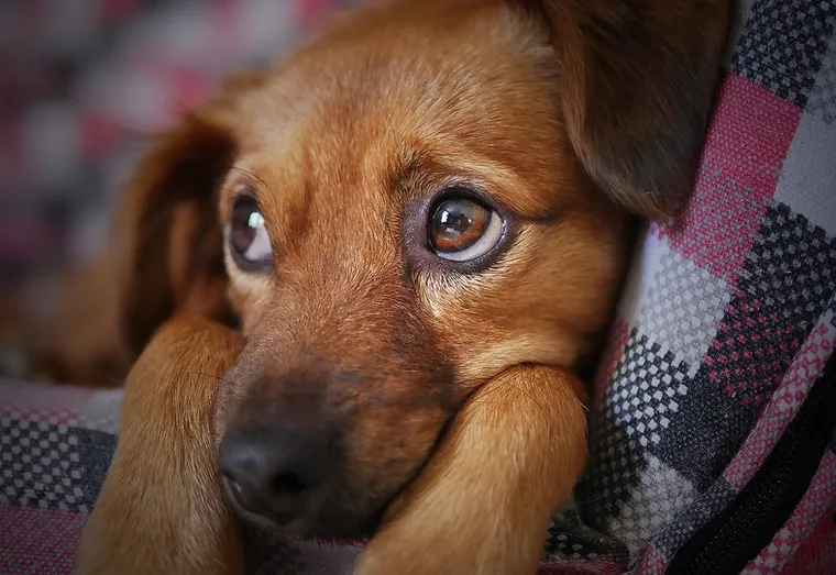 Comment gérer la cohabitation entre chiens ?