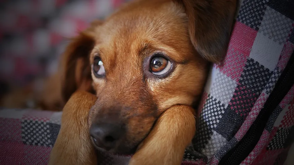 Comment gérer la cohabitation entre chiens ?
