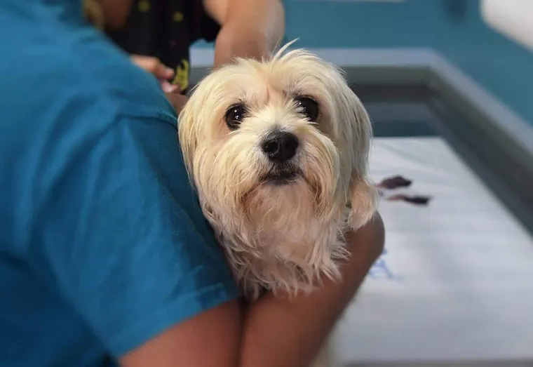 Quels sont les soins qui sont couverts par une mutuelle pour chiens ?