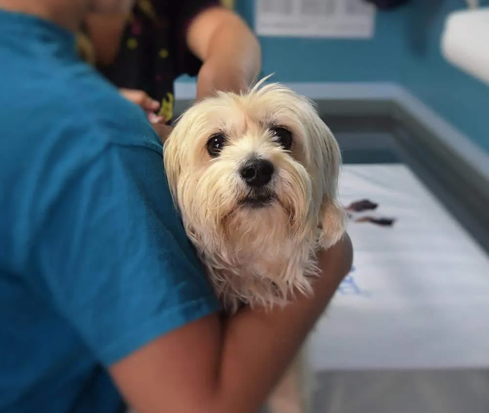 Quels sont les soins qui sont couverts par une mutuelle pour chiens ?