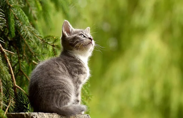 Connaissez-vous les droits de vos animaux ?