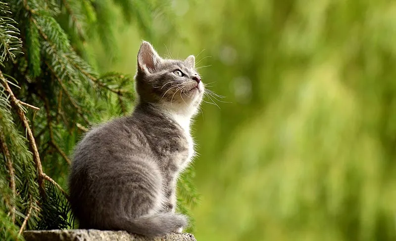 Connaissez-vous les droits de vos animaux ?