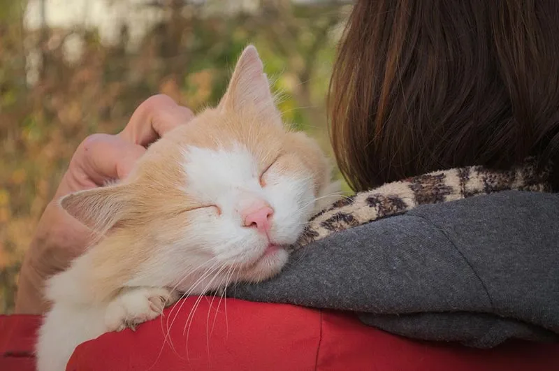 3 bonnes raisons pour câliner votre animal de compagnie quotidiennement