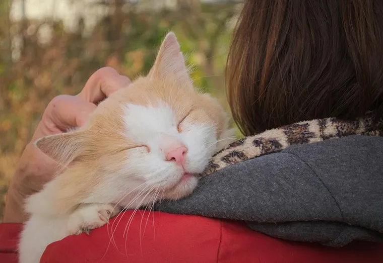 3 bonnes raisons pour câliner votre animal de compagnie quotidiennement