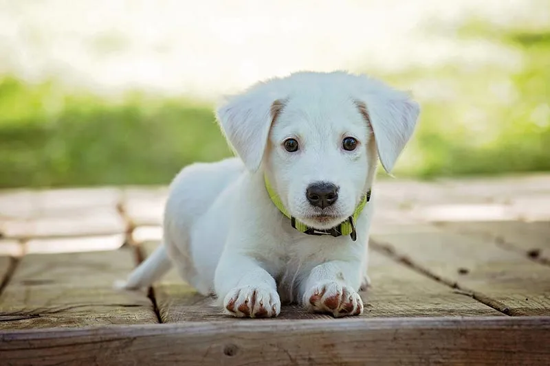 Comment bien laver votre chien
