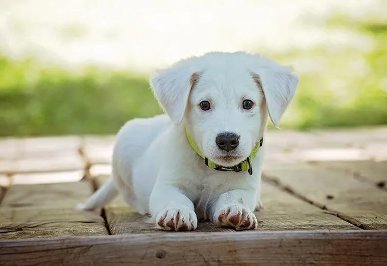 Comment bien laver votre chien