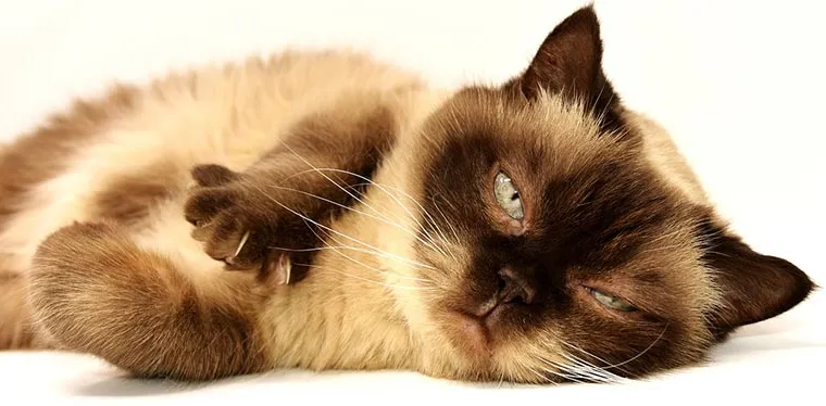 Comment savoir si votre chat a mal ?
