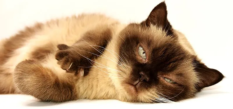 Comment savoir si votre chat a mal ?