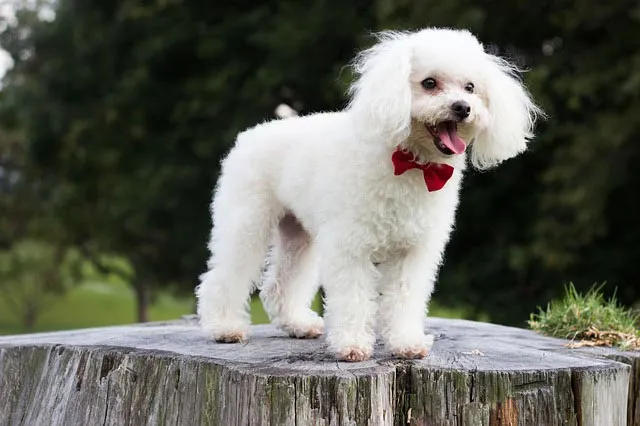 Tout savoir sur le caniche, l’autre super chien de compagnie