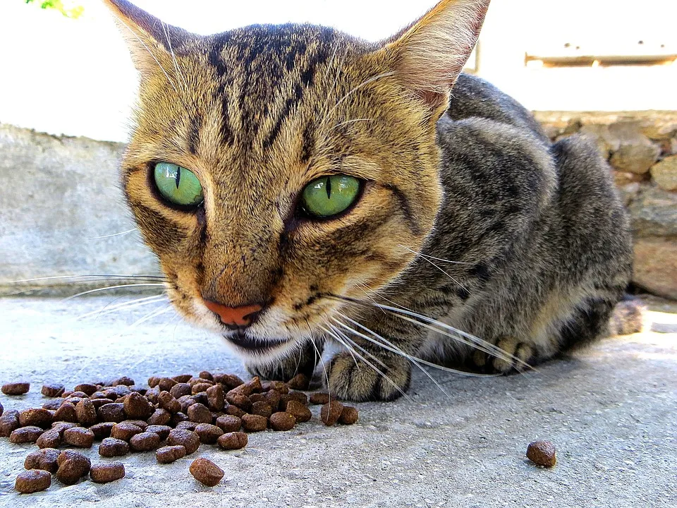 Bien contrôler l’alimentation de son chat