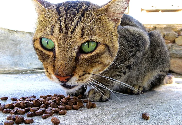 Bien contrôler l’alimentation de son chat