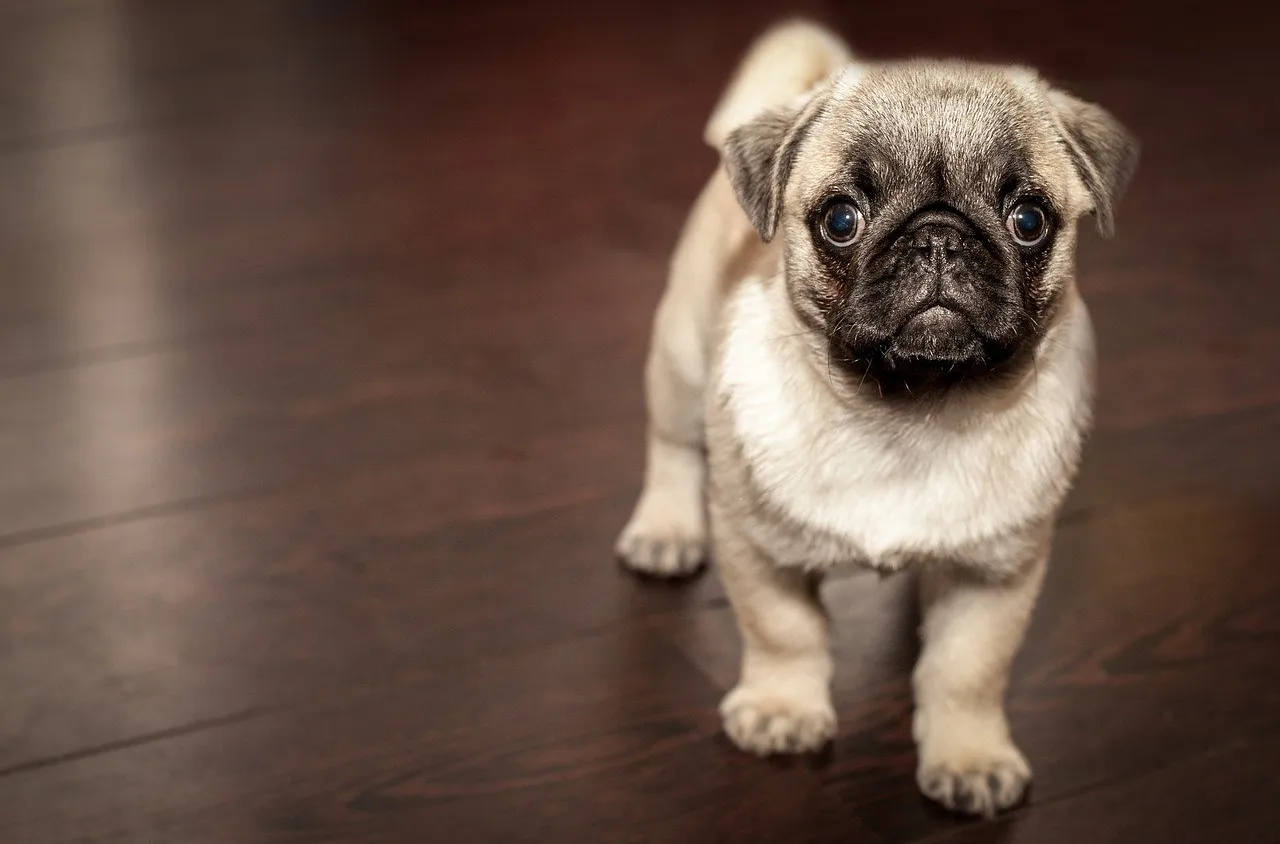 L’importance de brosser les poils de son chien