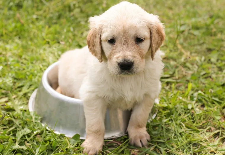 Comment dresser son chiot ?