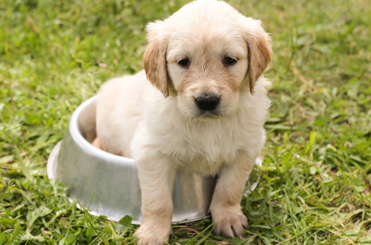 Comment dresser son chiot ?