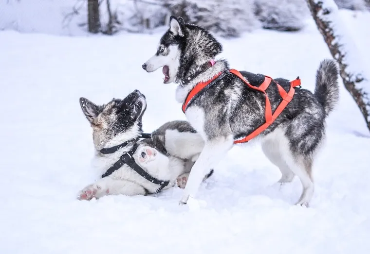 Comment dresser son chien ?