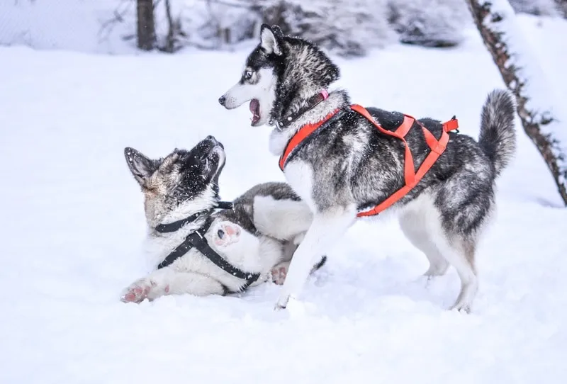 Comment dresser son chien ?