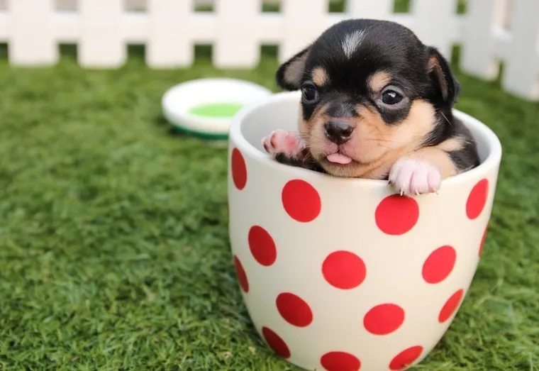 Alimentation du chien : importance des vitamines