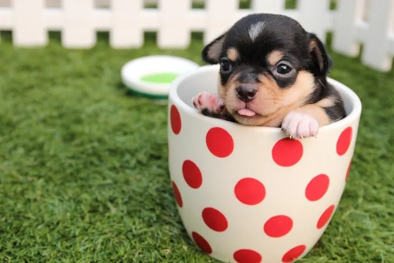 Alimentation du chien : importance des vitamines