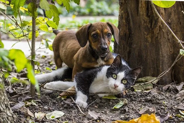 Des mesures seront bientôt prises pour éviter l’abandon des animaux